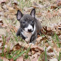 Miniature Bull Terrier Puppies from Rossi River Minibulls