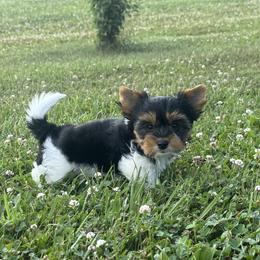 Biewer Terrier, Cavalier King Charles Spaniel, and Cavapoo Puppies from Happy Tails