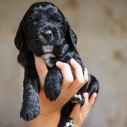 Coffee - Black male English Cocker Spaniel puppy in New Mexico from HighBrassGunDogs