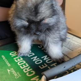 Green Boy - Black and silver male Keeshond puppy in Fayetteville, Tennessee from Erbekees-Keeshonden