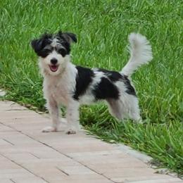 Brandy - Piebald female Morkie puppy in Loxahatchee, Florida from Cristy's Morkies