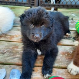 Pomsky Puppies from Zeuskis Pomskies