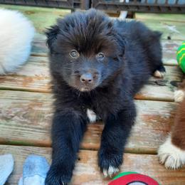 Pomsky Puppies from Zeuskis Pomskies