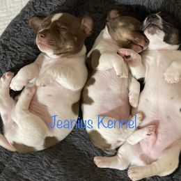 Teddy Roosevelt Terrier Puppies from Jeanius Kennel