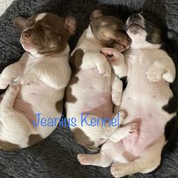Teddy Roosevelt Terrier Puppies from Jeanius Kennel