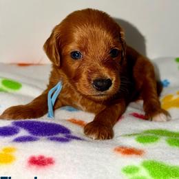 Thunder - Red  male Goldendoodle puppy in Beecher, Illinois from Erica’s Doodles