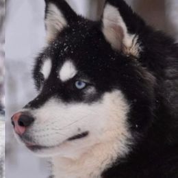 Fable - Siberian Husky