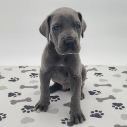 Riggs - Blue male Great Dane puppy in Kannapolis, North Carolina from Carolina Great Danes & Toy Poodles