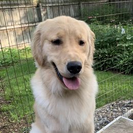 Denver or BB - Golden Retriever