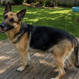 Sailor - German Shepherd
