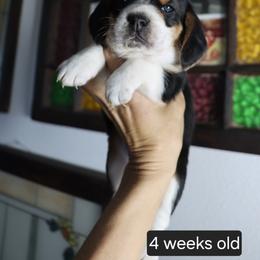 Petal - Black tan and white female Beagle puppy in Susanville, California from Homegrown Beagles