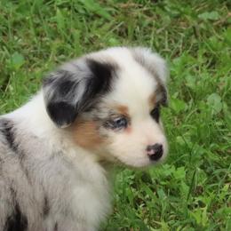 Pensieve Secret X Bolo - Blue merle male Miniature American Shepherd puppy in Tiskilwa, Illinois from First Harmony Farms