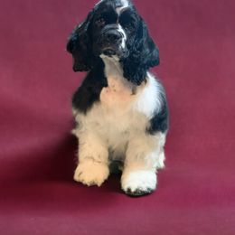Teddy - Black & White Boy - Black and white Cocker Spaniel puppy in Delphi, Indiana from Benchmark Cockers