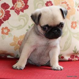 Ace - Fawn male Pug puppy in Winnsboro, Texas from Southern pugs