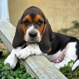 Tater - Black tan and white male Basset Hound puppy in Lebanon, Ohio from Lady Mae Bassets