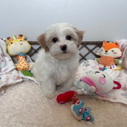 Precious Ultimate White and Blonde Parti Coloration Male - Parti male Yorkshire Terrier puppy in Benson, Arizona from Happy Tails Yorkies