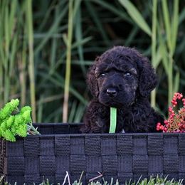 Poodle Puppies from Nay Design Poodles