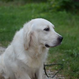 Circe - Golden Retriever