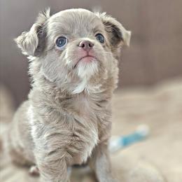 AKC Fluffy Lilac Boy - Silver male Chihuahua puppy in Brooklyn, New York from Nadezhda's Chihuahuas