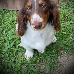 Tito - Dachshund