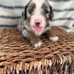 Cubbie - Merle male Bernedoodle puppy in Waco, Texas from Blessings Pups Doodles