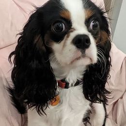 Cavalier King Charles Spaniels from Zadira