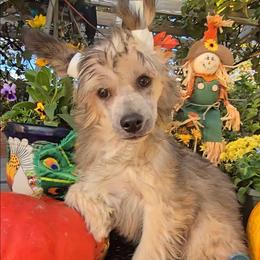 Braxton Long Star Angel - Brown male Chinese Crested puppy in Amarillo, Texas from Victoria's Chinese Cresteds Long Star Angels