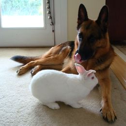 "Rommel and Harvey, 2010" German Shepherd Puppies from Schonwasser Shepherds
