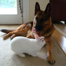 "Rommel and Harvey, 2010" German Shepherd Puppies from Schonwasser Shepherds