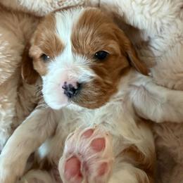 Charlie - Blenheim male Cavalier King Charles Spaniel puppy in Malad, Idaho from Sunny Hill Puppies