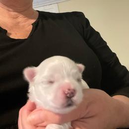 AKC Female Fully Health Tested Parents - White female Maltese puppy in Wilson, New York from Maltese By Valerie