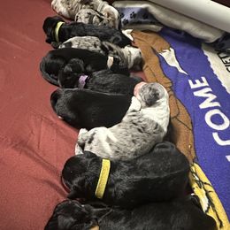 Aussiedoodle Puppies from Hickory Hideaway Doodles