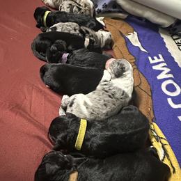 Aussiedoodle Puppies from Hickory Hideaway Doodles