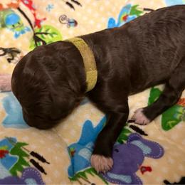 Kion - Brown male Lagotto Romagnolo puppy in Chicago, Illinois from Midwest Lagotto Romagnolo