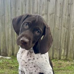 German Shorthaired Pointer and Jack Russell Terrier Puppies from Ivy Creek Kennels