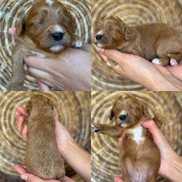 Lemonade - Red female Cavapoo puppy in Yuciapa, California from AlltheDoodlez_