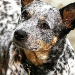 Australian Cattle Dogs from Mockingbird Australian Cattle Dogs