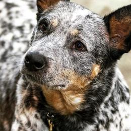 Australian Cattle Dogs from Mockingbird Australian Cattle Dogs