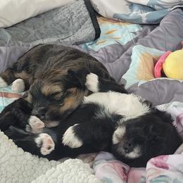Havanese Puppies from Juniper Grove Havanese
