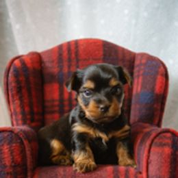 Yorkshire Terrier Puppies from Sharon Gellerman's Yorkshire Terriers