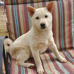 Shiba Inu Puppies from Carrie Sutton