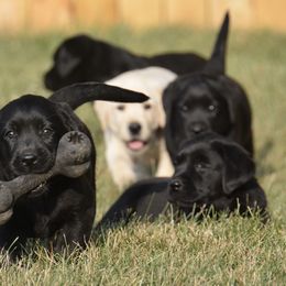 Labrador Retriever Puppies from Jamboree Labradors