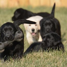 Labrador Retriever Puppies from Jamboree Labradors