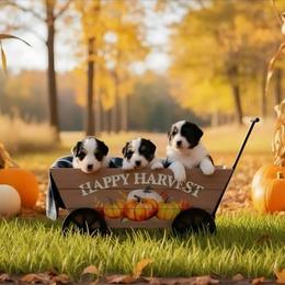 Australian Shepherd and Chow Chow Puppies from Calypso Chow Chows and Australian Shepherds
