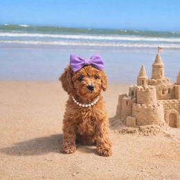 Star - Red  female Goldendoodle puppy in Daytona Beach, Florida from Beach Doodles