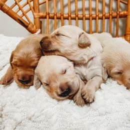 Golden Retriever Puppies from Winters Goldens