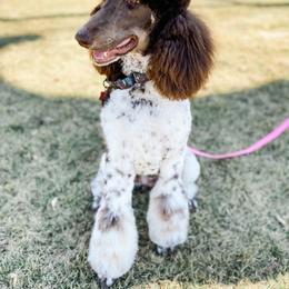 Luna - Poodle
