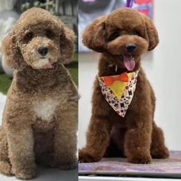 Goldendoodle puppies from Haus of Pawz