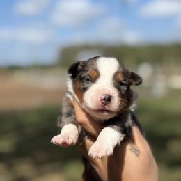 Thunder - Blue merle male Toy Australian Shepherd puppy in Polk City, Florida from Skaky Shepherds