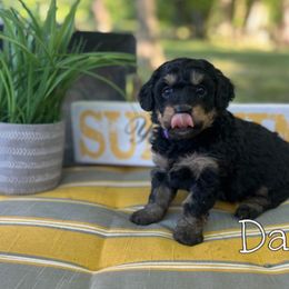 Bernedoodle Puppies from Cobble Creek Puppies